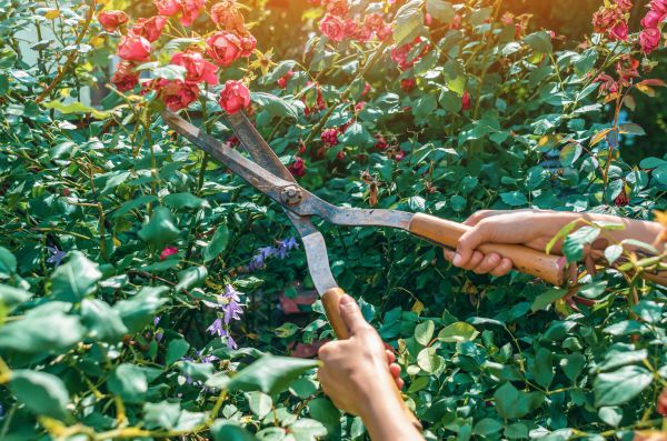 Knockout Roses Pruning in Antioch
