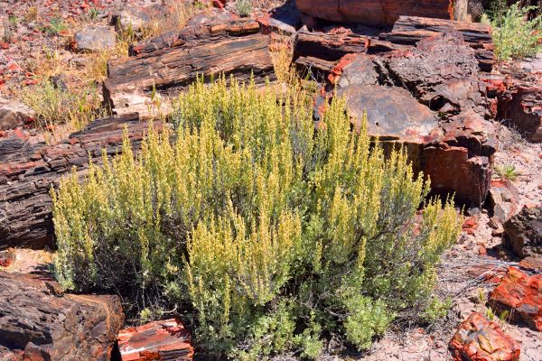 Sagebrush Removal in Antioch