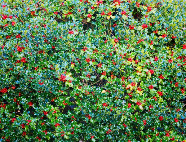 Holly Bush Removal in Antioch
