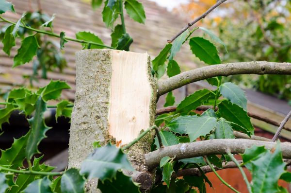 Holly Tree Removal in Antioch