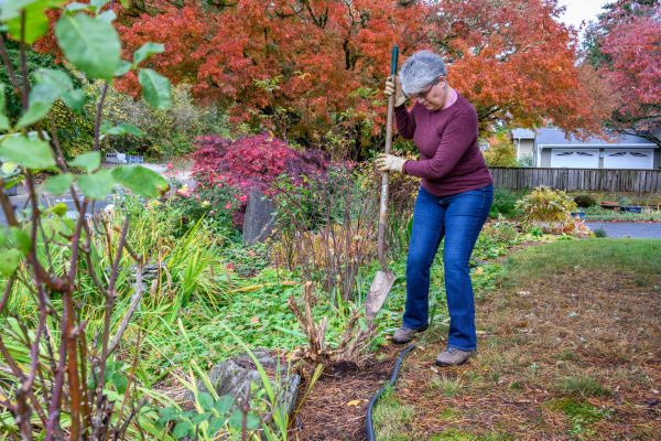 Dead Bush Removal in Antioch