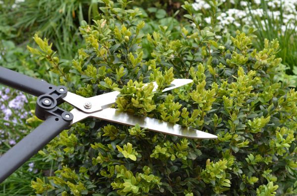 Cost of Boxwood Trimming in Antioch