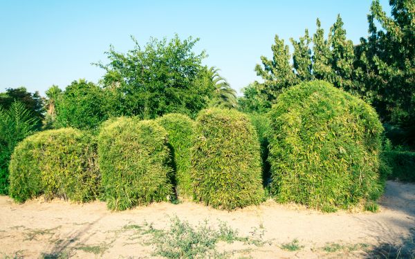 Cost of Bamboo Hedge Removal in Antioch