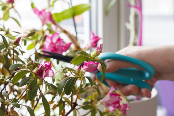 Azalea Pruning in Antioch