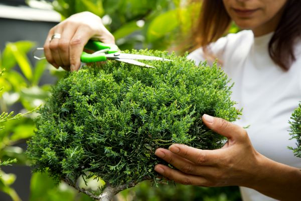 Juniper Shrub Pruning in Antioch