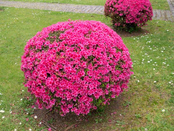 Rhododendron Pruning in Antioch