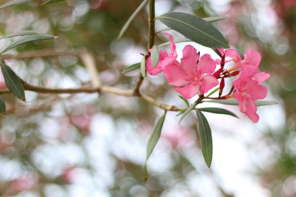 Oleander Removal in Antioch