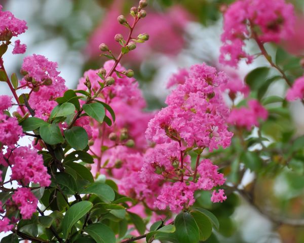 Crepe Myrtle Removal in Antioch