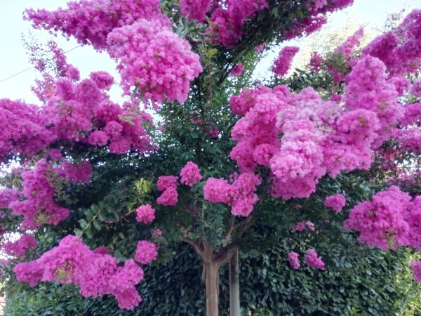 Crape Myrtle Pruning in Antioch