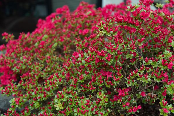 Cost of Weigela Removal Service in Antioch