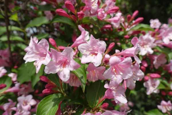 Cost of Weigela Pruning Service in Antioch
