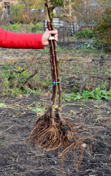 Shrub Root Removal in Antioch