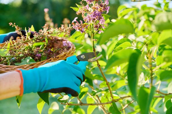 Cost of Lilac Trimming Service in Antioch