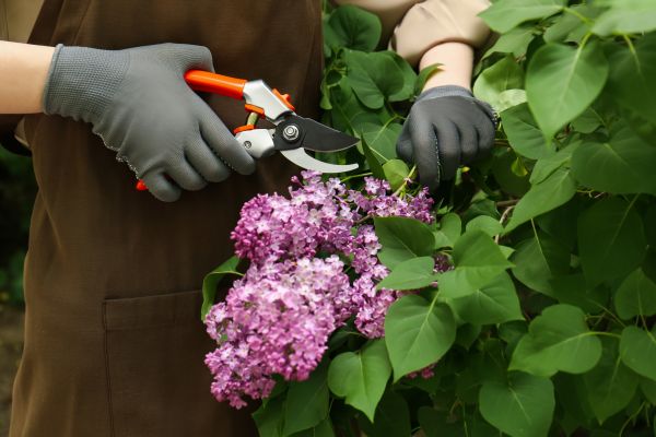 Cost of Lilac Pruning Service in Antioch