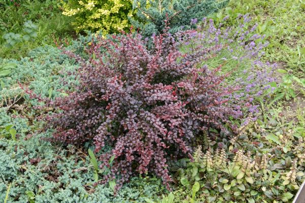 Japanese Barberry Removal in Antioch