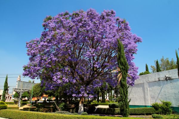 Jacaranda Pruning in Antioch