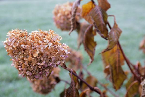 Cost of Hydrangea Removal in Antioch