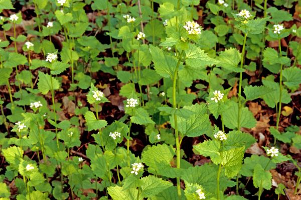 Garlic Mustard Removal in Antioch