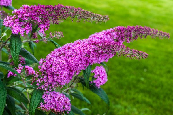 Butterfly Bush Removal in Antioch