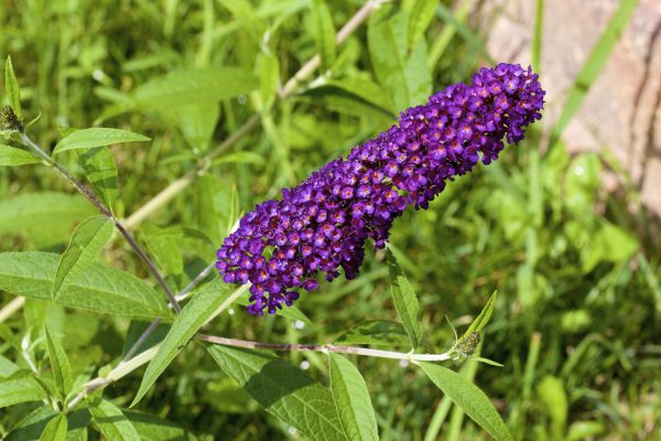 Butterfly Bush Pruning in Antioch