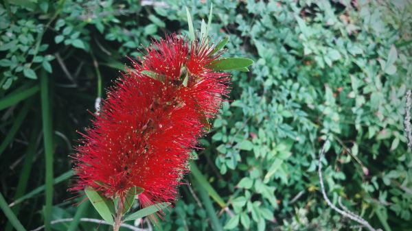 Bottlebrush Pruning in Antioch