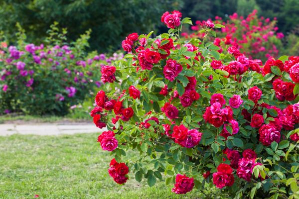 Shrub Trimming in Antioch
