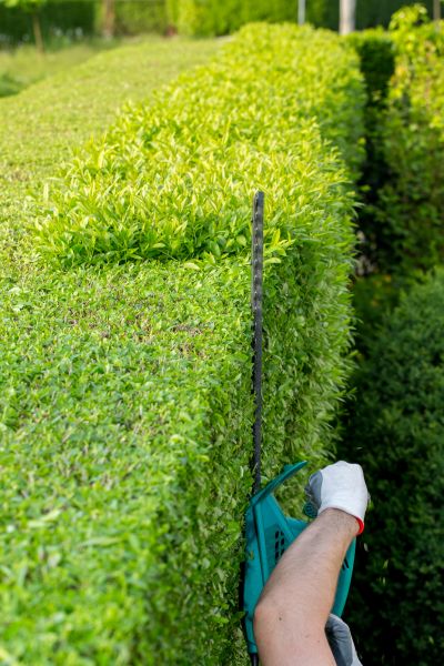 Hedge Trimming in Antioch