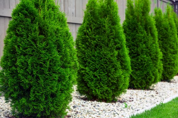 Arborvitae Trimming in Antioch